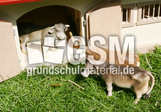 1Kuh+2-Kühe.jpg